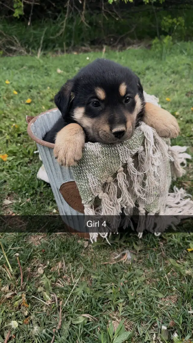 German shepherd/pyrenees/rottweiler mix - Photo 4