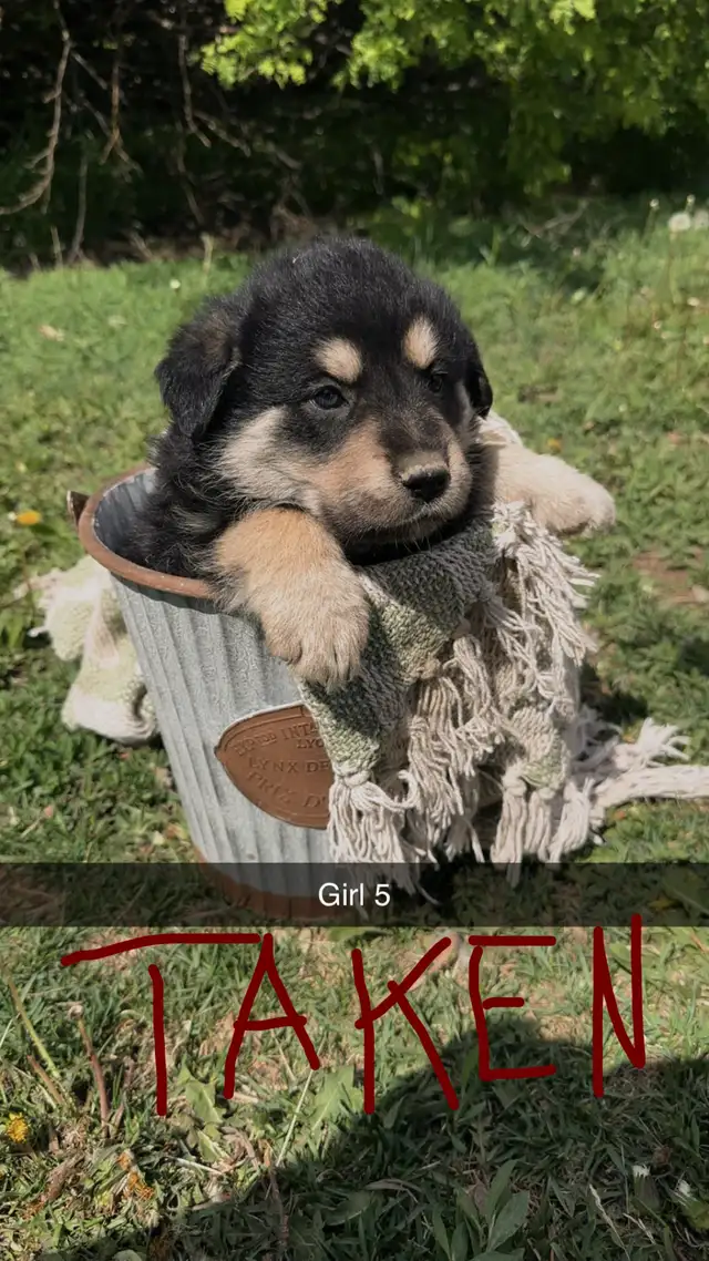 German shepherd/pyrenees/rottweiler mix - Photo 5