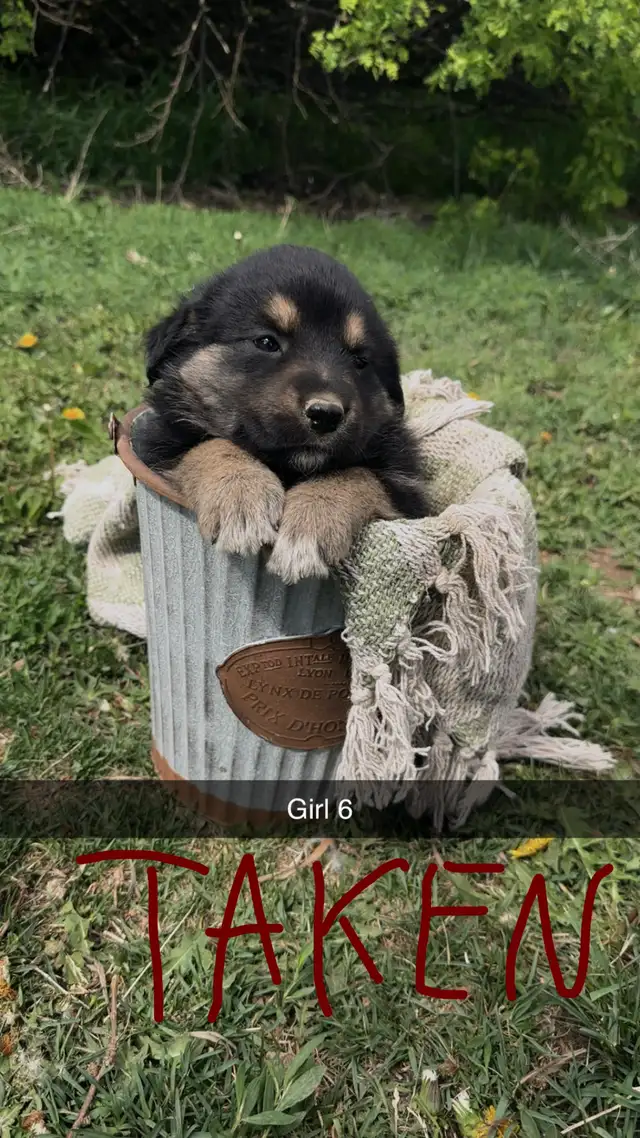 German shepherd/pyrenees/rottweiler mix - Photo 6