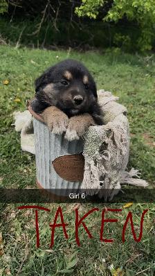 German shepherd/pyrenees/rottweiler mix - Photo 6