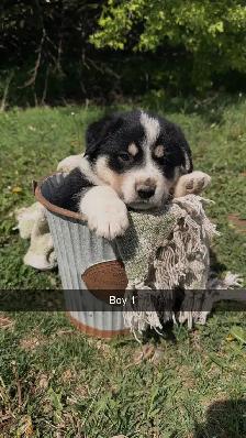 German shepherd/pyrenees/rottweiler mix - Photo 7