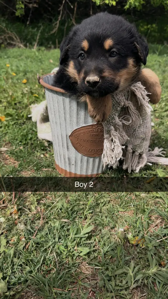 German shepherd/pyrenees/rottweiler mix - Photo 8