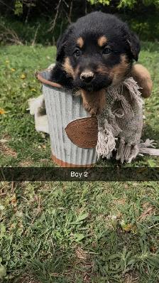 German shepherd/pyrenees/rottweiler mix - Photo 8