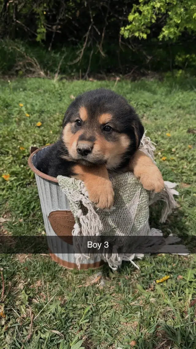German shepherd/pyrenees/rottweiler mix - Photo 9