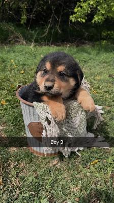 German shepherd/pyrenees/rottweiler mix - Photo 9