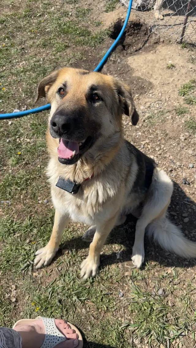 German shepherd/pyrenees/rottweiler mix - Photo 10