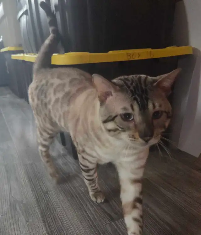 chat de Bengal ( 1 an  )