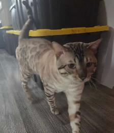 chat de Bengal ( 1 an  )