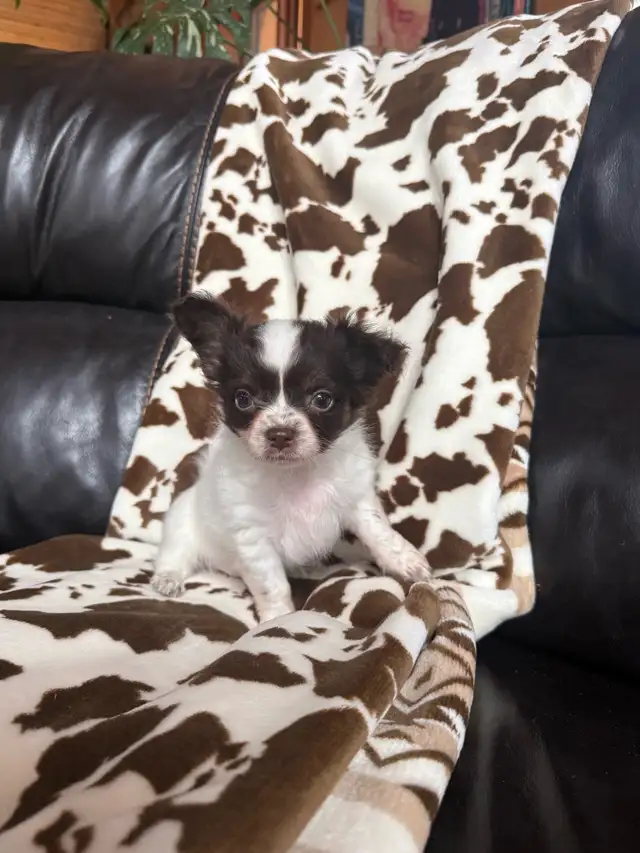 chihuahua