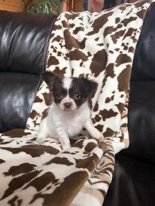 chihuahua
