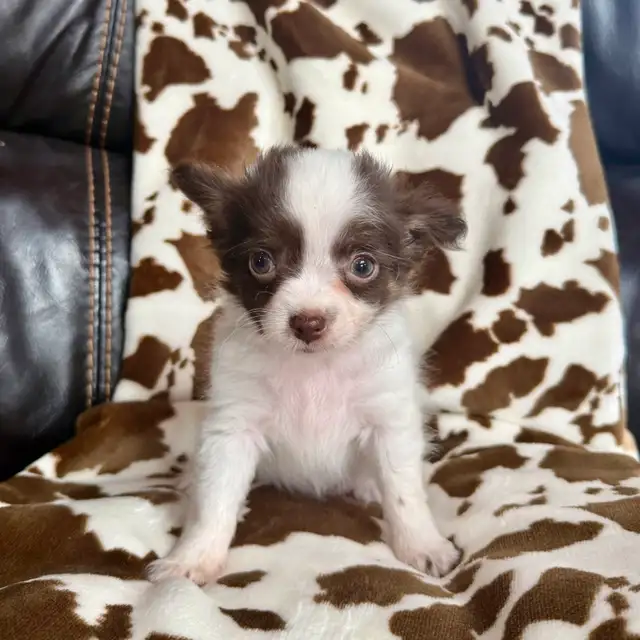 chihuahua - Photo 2