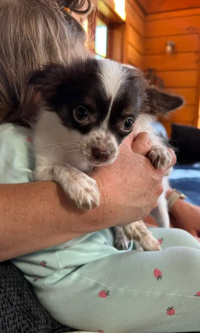 chihuahua - Photo 3