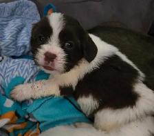 SHIH TZU/ SPANIEL PUPPIES