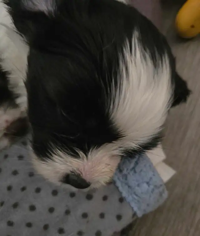 SHIH TZU/ SPANIEL PUPPIES - Photo 3
