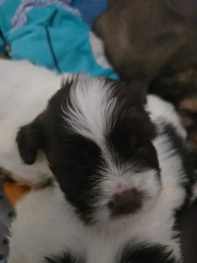 SHIH TZU/ SPANIEL PUPPIES - Photo 4