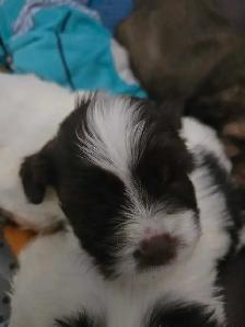 SHIH TZU/ SPANIEL PUPPIES - Photo 4