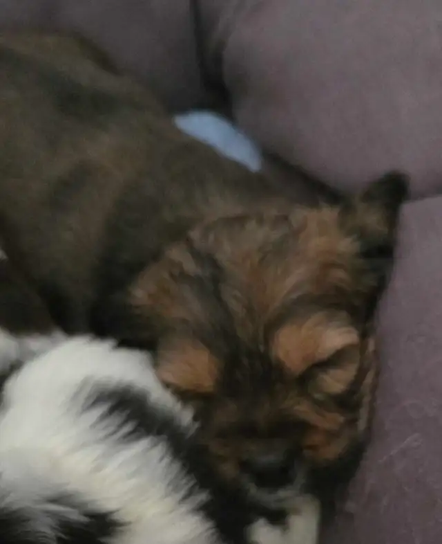 SHIH TZU/ SPANIEL PUPPIES - Photo 5