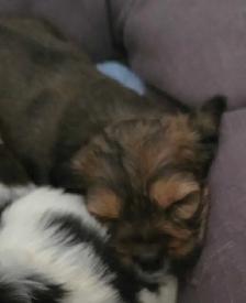 SHIH TZU/ SPANIEL PUPPIES - Photo 5