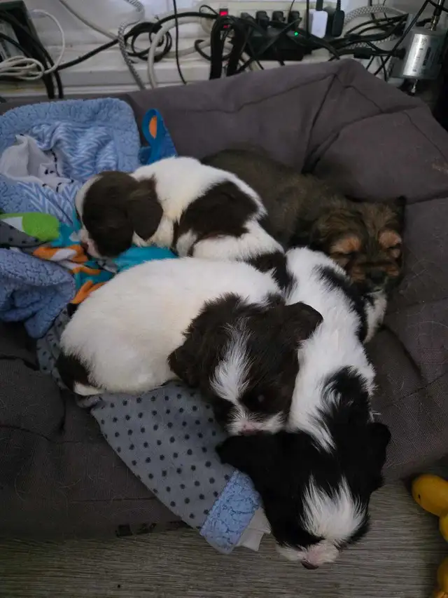 SHIH TZU/ SPANIEL PUPPIES - Photo 6