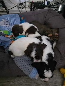 SHIH TZU/ SPANIEL PUPPIES - Photo 6