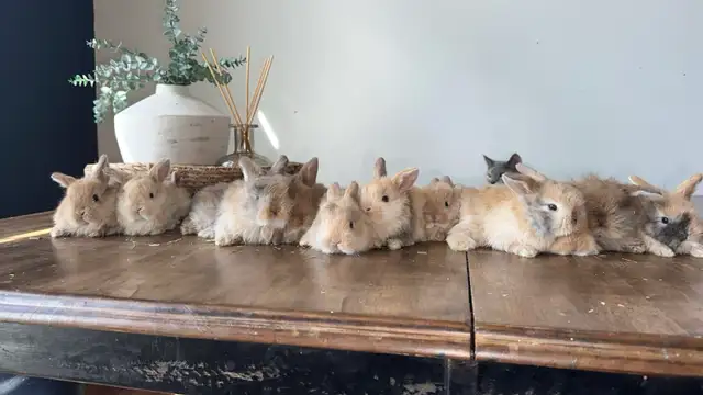 purebred hollandlops
