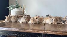 purebred hollandlops