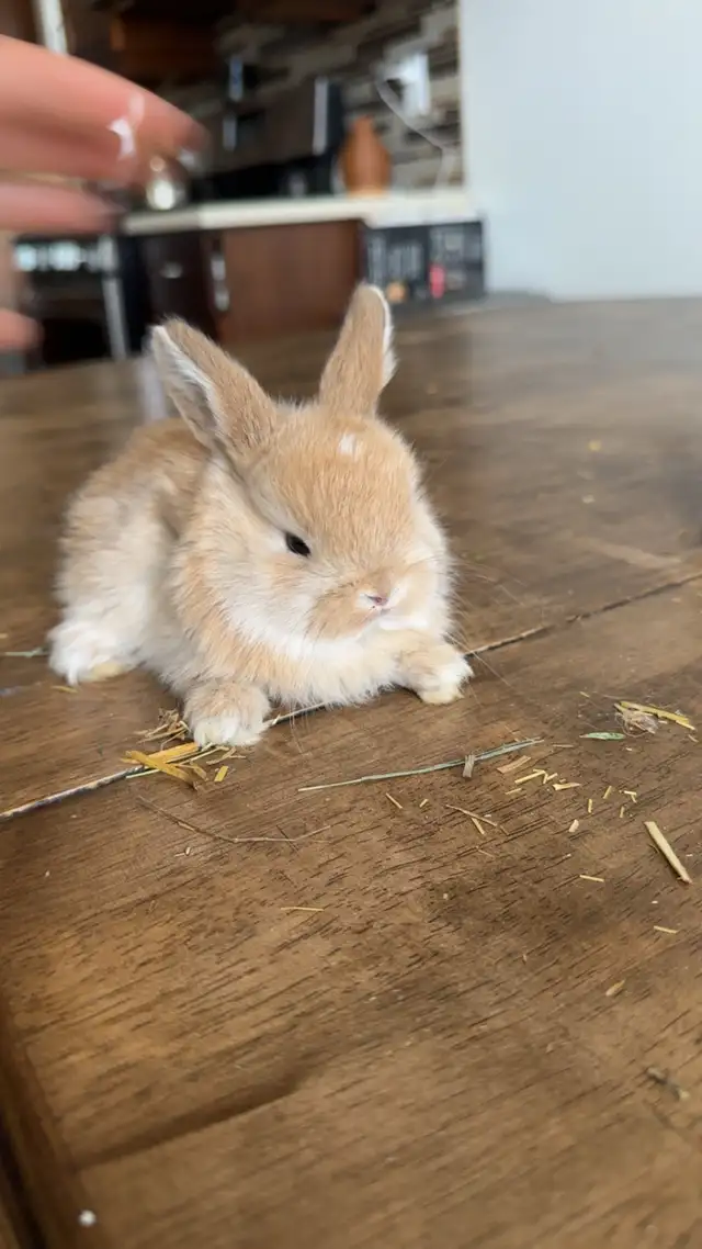 purebred hollandlops - Photo 2
