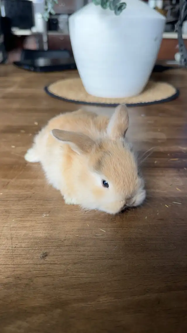 purebred hollandlops - Photo 3