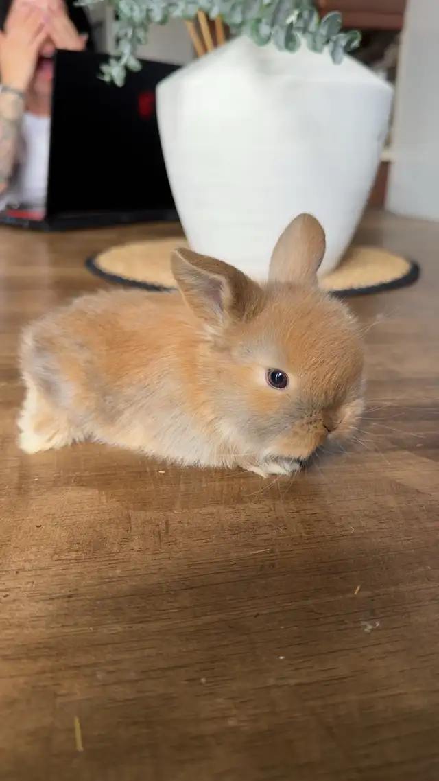 purebred hollandlops - Photo 5
