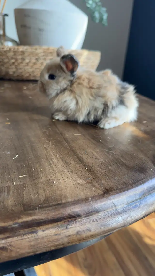 purebred hollandlops - Photo 8
