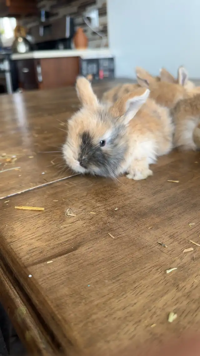 purebred hollandlops - Photo 9