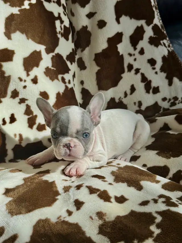 bouledogue français prêt à quitter
