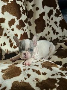 bouledogue français prêt à quitter