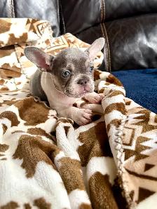 bouledogue français prêt à quitter - Photo 2