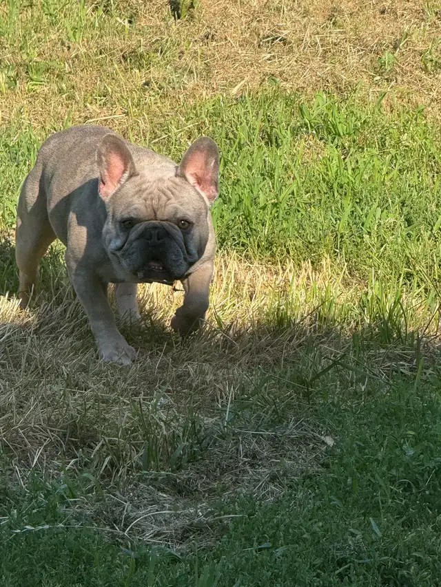 bouledogue français prêt à quitter - Photo 3