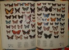 Butterflies of the World.Over 5000 colour photos.Hardcover issue - Photo 2