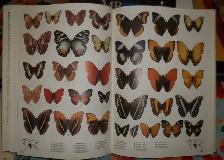 Butterflies of the World.Over 5000 colour photos.Hardcover issue - Photo 3