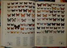 Butterflies of the World.Over 5000 colour photos.Hardcover issue - Photo 5