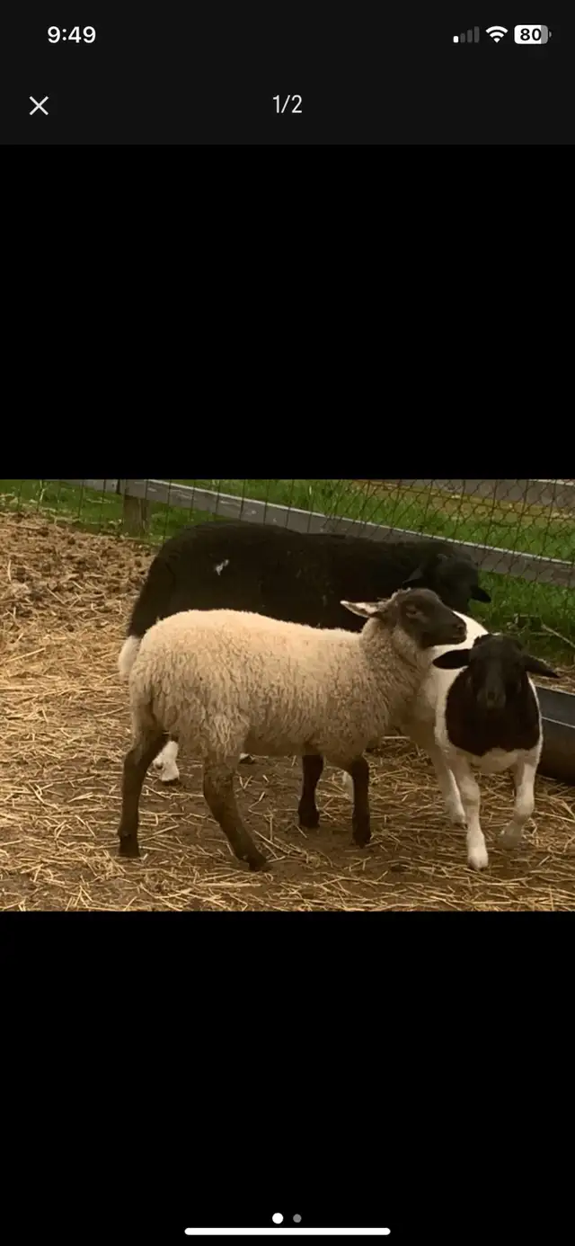 lamb available
