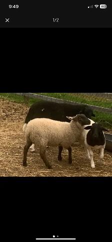 lamb available