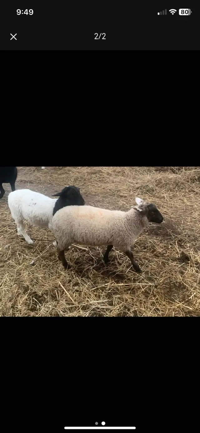 lamb available - Photo 2