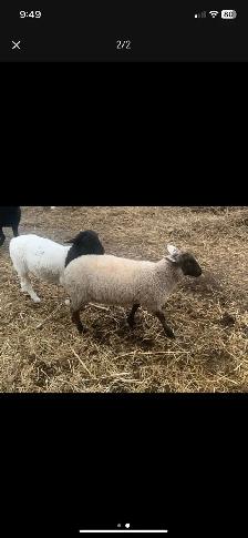 lamb available - Photo 2
