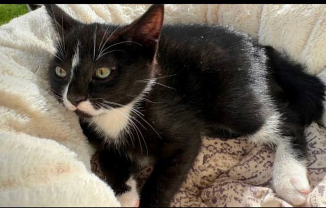 Kitten for sale - Photo 3
