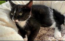 Kitten for sale - Photo 3