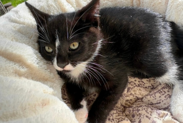 Kitten for sale - Photo 2