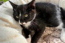 Kitten for sale - Photo 2