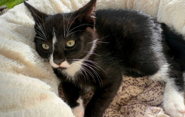 Kitten for sale - Photo 3