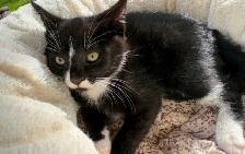 Kitten for sale - Photo 3