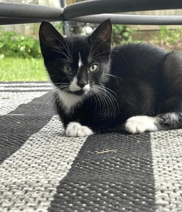 Kitten for sale - Photo 4