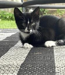 Kitten for sale - Photo 4